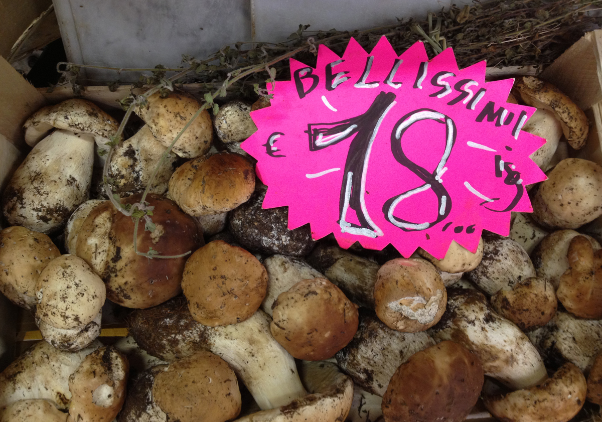 Fresh Porcini Mushrooms