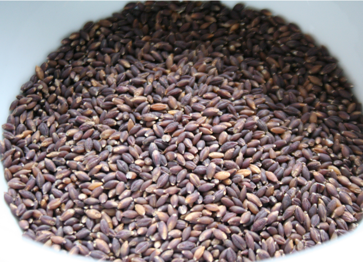 Uncooked purple barley
