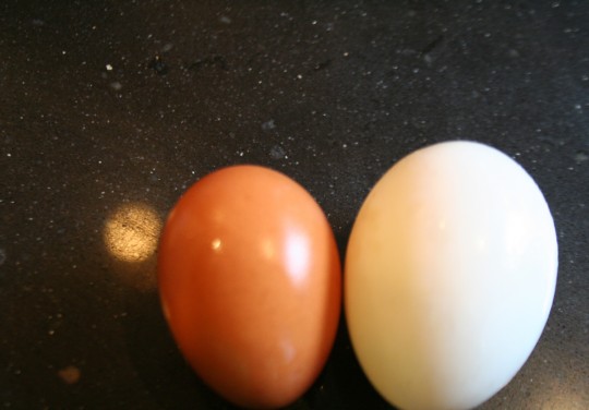 Chicken Egg vs. Duck Egg