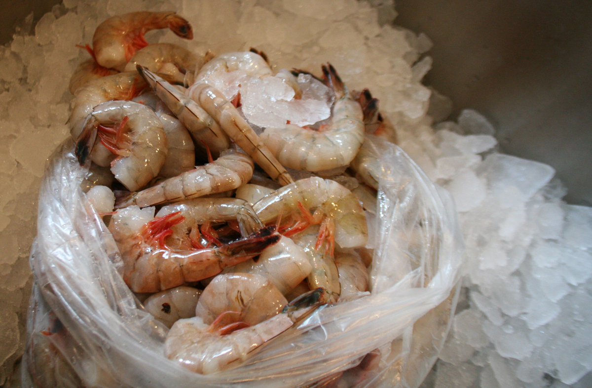 Fresh Gulf shrimp, ready to boil
