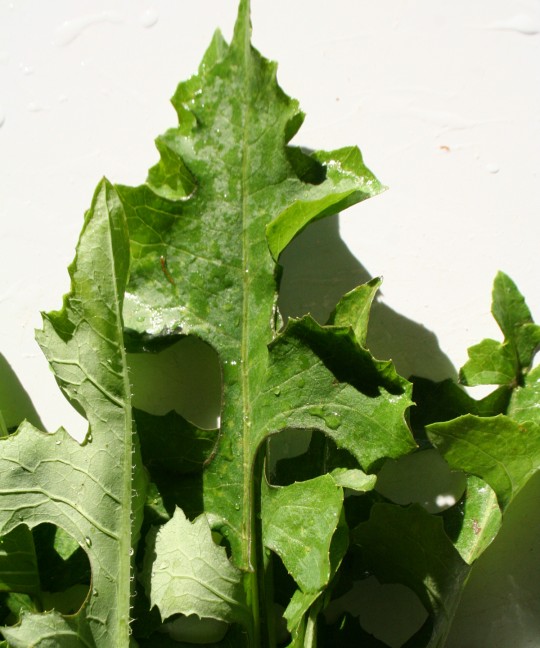 Prickly Lettuce, a dandelion imposter